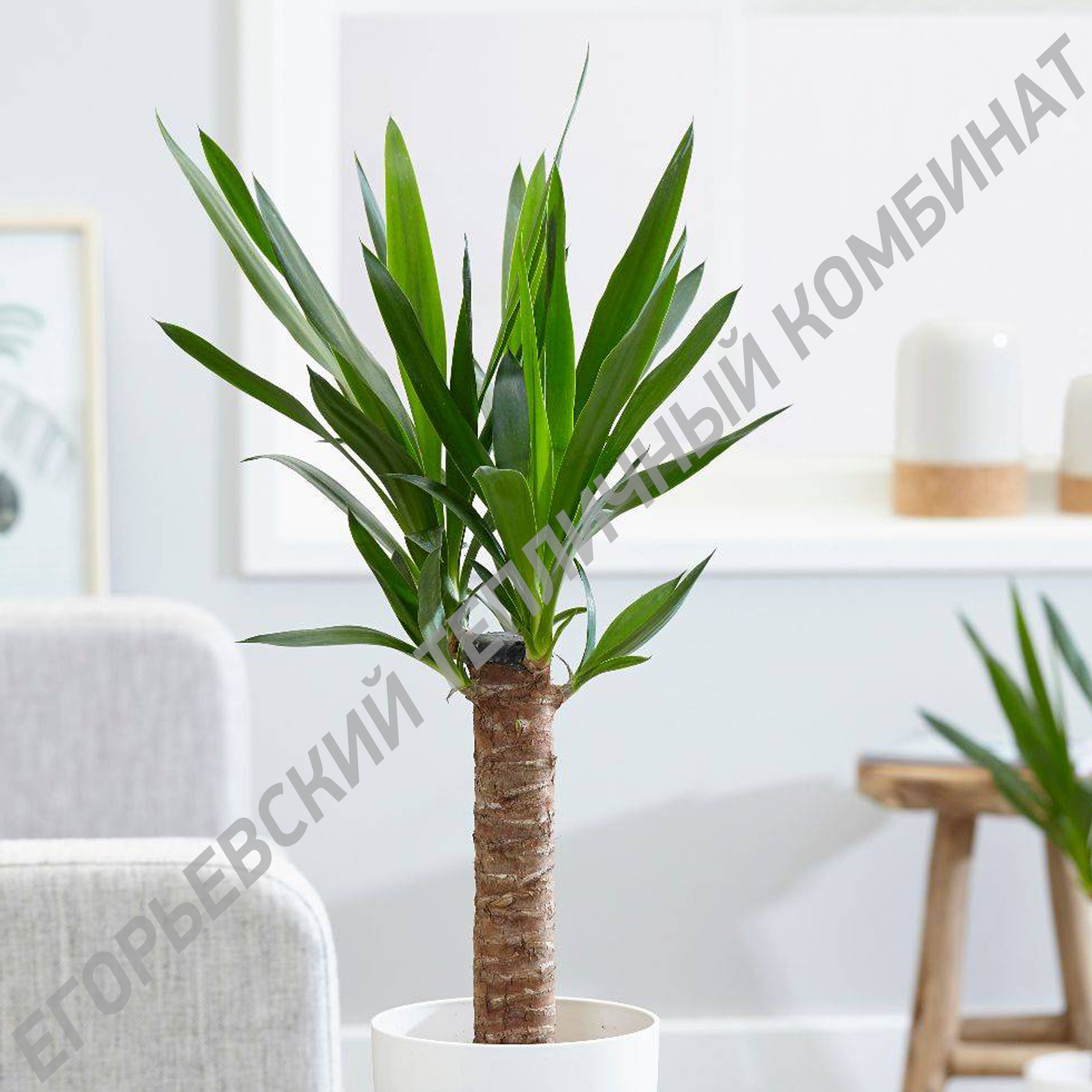 Юкка слоновая 1 ствол, D14 Н35