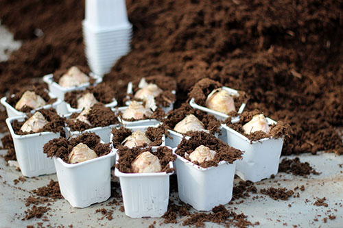 Выбор луковиц для посадки