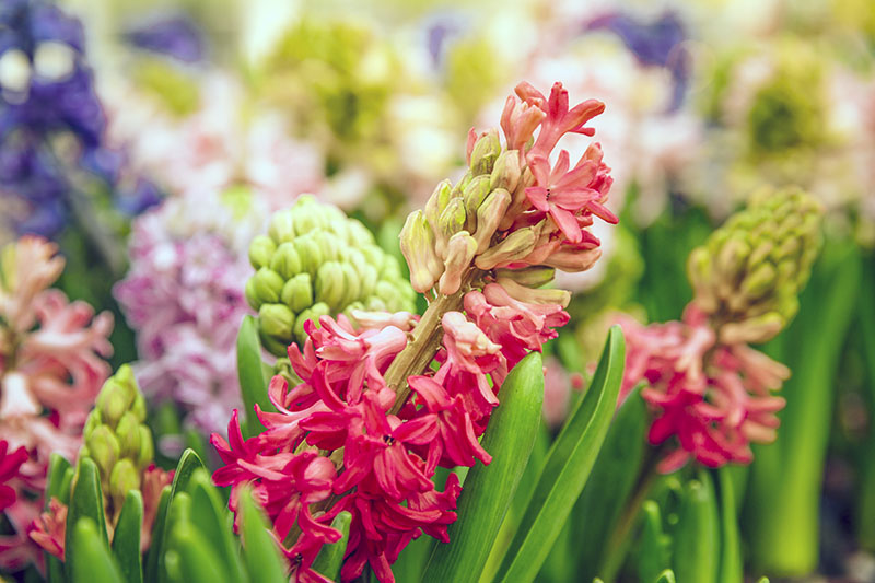 Полное руководство по луковичным растениям