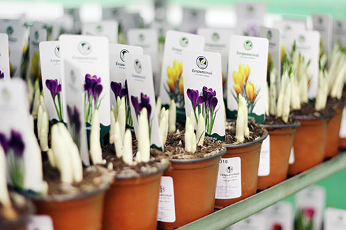 Где купить луковичные растения