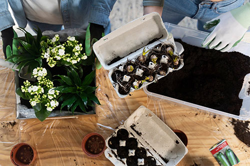 Посадка луковичных цветов и растений